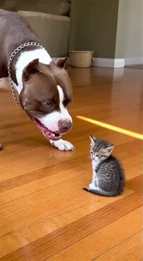 Pitbull Bullies Kitten Until Mom Arrives