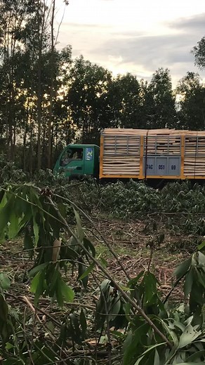 Transporting Wooden Logs in a Green Truck