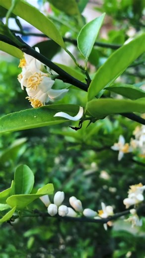 Beautiful flower 💯💫💥#flowers #tree #limon #shorts #viralshorts #ytshorts #youtube #naturelovers