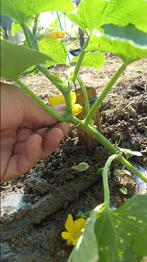 👨🌾🥒 How I Prune a Small Cucumber #garden #vegetables #cucumber