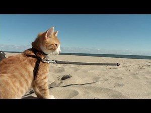 Getting to know Pip the Beach Cat