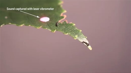 40K views · 428 reactions | This tiny, newborn caterpillar buzzes to defend its territory. Learn more: https://scim.ag/4lmZeuI | Science | Facebook