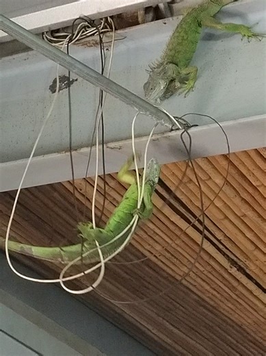 ya lo había visto antes pero jamás en versión costeña #fyppppppppppppppppppppppp #paratiiiiiiiiiiiiiiiiiiiiiiiiiiiiiii #meme #simba