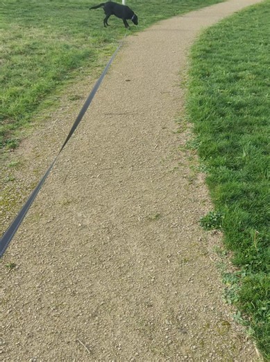 So much easier has loads more room and way less stress. #petcute #dogtok #petfinds #dogleads