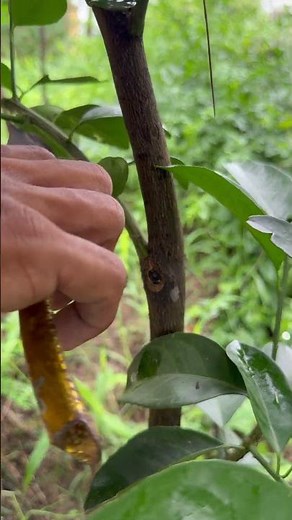 🌿 Pruning Orange Tree | Cutting Fruitless Branches 🍊 | Gardening Tips #gardening #plantcare