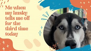 Decoding Assertive Behavior in Huskies