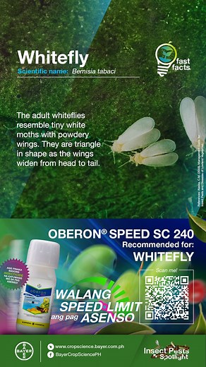 4.6K views · 56 reactions | Problema ba ang WHITEFLY sa iyong gulayan? Gumamit ng OBERON® SPEED! Walang speed limit ang pag-asenso! Kilalanin pa ang Oberon® Speed sa aming website. I-scan ang QR code na nasa video. #OberonSpeed #Whitefly #BayerFastFacts #InsectPestSpotlight #Reels | Bayer Crop Science Philippines | Facebook