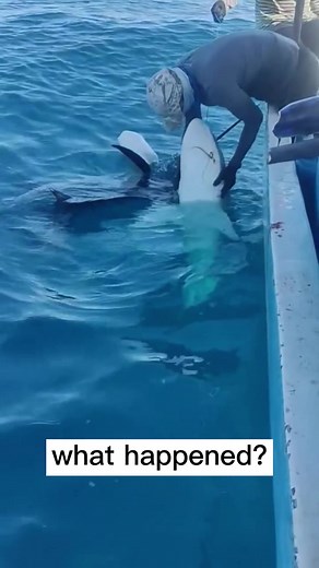 sharkabcabc on TikTok