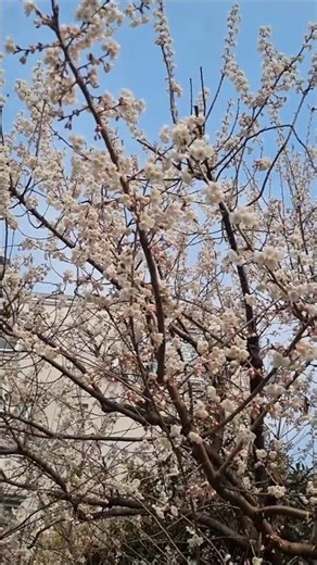 군항제 전령...앵두꽃 향기에 꿀벌들이 엄청 몰려 왔네요!!