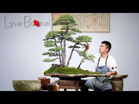 Black Pine Forest | The Process Of Creating A Bonsai Tree #bonsai #garden #lovebonsai #bonsaitree