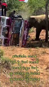 Waradda Mage Honde (වැරැද්ද මගේ හොඬේ) - | Official Video | Sinhala Trap Song #ElephantSong #Music