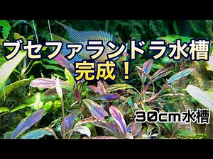 30cmブセファランドラ水槽が完成？！