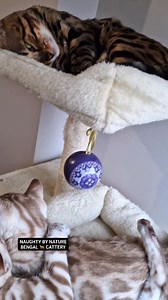 Snow bengal kittens 🩶❄️ Naughty by nature - Bengal cattery #bengal #bengalcat #bengalkitten #bengalbulgaria #snowbengal #bengalkittens #naughtybengals #naughtybynaturebengalcattery #bengalbreeder #bengalcattery #kittens #kitty #sweetkitten #sweetkitty #gatobengala #bengalkatze #bengalkedisi #bengaleurope #bengalcats #bengals #snowbengalcat #бенгалскакотка #бенгал #развъдникнабенгалскикотки #снеженбенгал #бенгалскикотенца #бенгалскикотки #кошка #коледа #merrychristmas | Plamena Petrova