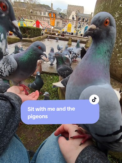 Joyful Moments with Pigeons: A Celebration of Pigeon Love