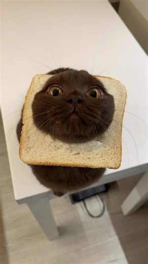 Bread cat #catsoftiktok #cattok #cat #funnycat #fyp | Cat Of TikTok