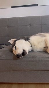 1M views · 37K reactions | Guaranteed to MAKE YOUR DOG HOWL #siberianhusky #huskylife #doglife #howl | The Husky Moon | Facebook