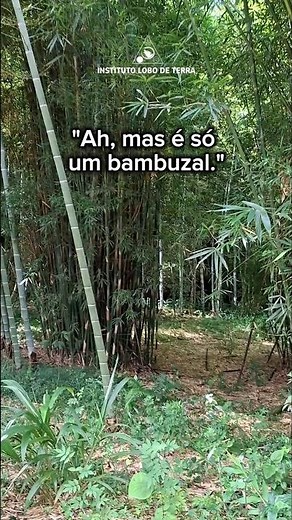 O Que Você Precisa Saber Sobre o Bambu! #institutolobodeterra #permaculture #bioconstruçao #bambu