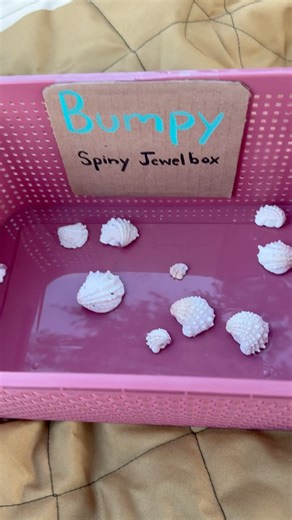 #Sorting Shells by Texture Attributes for Kindergarten and Preschool