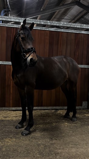 Puppy Eyes Tug at Equestrian Hearts