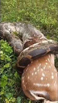 “Anaconda Hunting a Deer | Shocking Wildlife Documentary#DeerVsAnaconda #WildlifeDocumentary
