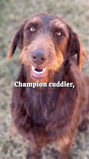 Meet Bean 🩷 At 1 year old, this 60-pound Labradoodle mix has mastered the art of balance — half adventure buddy, half cuddle companion. 🐾 Bean loves her walks and does beautifully on the leash, happily trotting by your side as she takes in the world. When the exploring’s done, she’s all about cozy couch time and gentle affection. She’s happiest with a fenced-in yard where she can run, play with her toys, and enjoy the sunshine before curling up next to you for a nap. Bean’s big heart, goofy ch