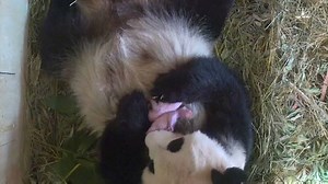 1.3M views · 35K reactions | Yang Yang, a giant panda at the Vienna...