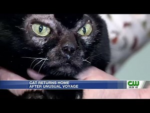 Cat Goes Missing for 3 Weeks After Hiding in Recliner Her Owner Returned to a Furniture Store