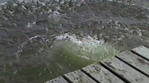 Some of you should not be getting on water skis. | America's Funniest Home Videos