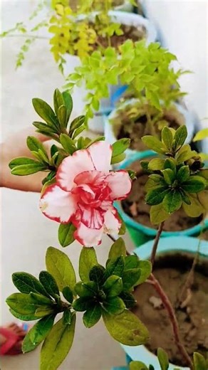 फुल फूल में बनी तेरी तस्वीर🌹🌹🌹Beautiful Yellow Flower 🌼 Nature Short Video | Relaxing View”