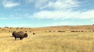 Resilience on the bison market shown at the DTBA conference