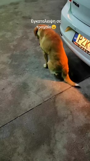 Feliz convivencia entre perro y bebé