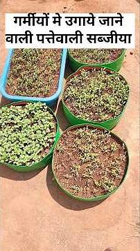 Summer Leafy Vegetables You Can Easily Grow at Home. #summervegetables #terracegarden