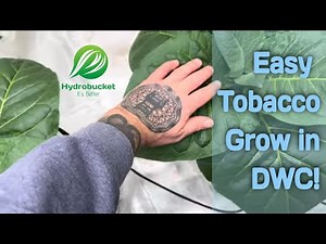Hydrobucket DWC makes it easy