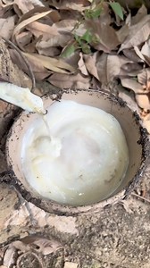 Extracting natural rubber from the rubber tree 🌳 👀 #rubbertree #natural #rubber #asmr #cutting #tree #nature #forest #satisfying #harvest #naturalrubber #tropicalrainforest #inspirgreen | Inspirgreen