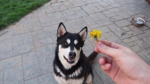 Watch this adorable dog see a dandelion for the first time