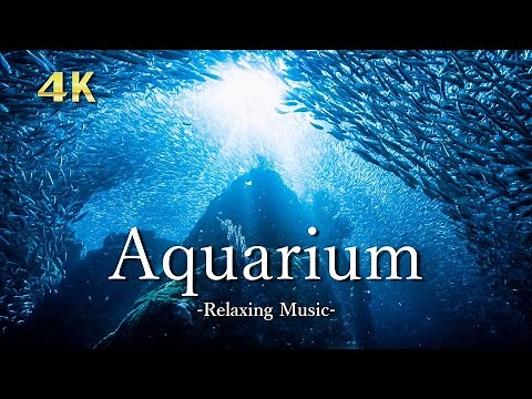 【Aquarium 4K 】- Beautiful Underwater World, Relaxation Film With Calming Piano Music ｜海のお魚 お家で水族館