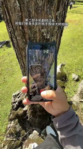 Tips for photographing an ordinary tree #MobilePhotography
