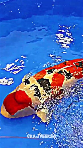 Small To Giant Animal Transformation ￼💀 #animaljourney #amazinganimals #animalgrowth