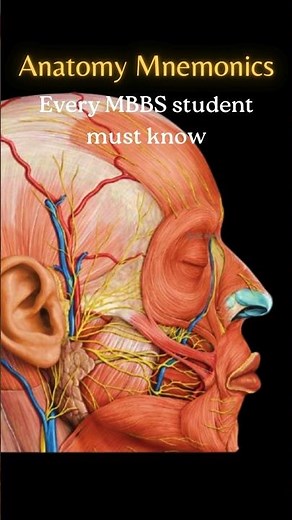 Anatomy Mnemonics Made Easy | Anatomy tips & tricks