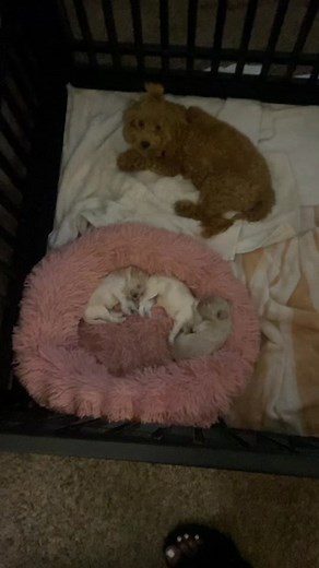 The Bullet & Bella Show (@bullet_bella)’s videos with original sound - The Bullet & Bella Show