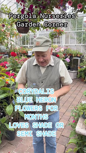 #addWEBSHOP https://pergolanurseries.ecwid.com CORYDALIS “BLUE HERON” Months of blue flowers over fern like foliage. Winter hardy and lasts for years. Loves shade or semi shade .Planting time is from now .Available in WEBSHOP https://pergolanurseries.ecwid.comALL IRELAND DELIVERY 🚚 32 Counties Pergola Nurseries Garden Corner,Virginia, Co CavanA gardeners oasis of quality plants Open Tuesday to Saturday 10.30-6Open Sundays 2-6#fy #grow #gardenideas #gardening #foryoupage #foryou #garden #gardeni