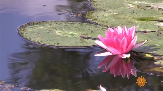 51K views · 2.1K reactions | Let us transport you to the French town of Giverny, where water lilies coat the pond that inspired artist Claude Monet. Videographer: Joan Martelli. | CBS Sunday Morning | Facebook