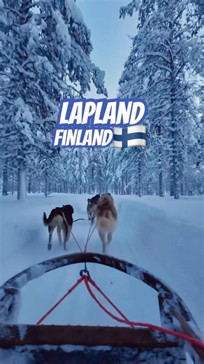 Finland Winter Experience | Dog Sledding in Lapland