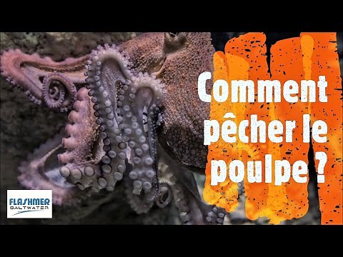 Comment pêcher le poulpe ?