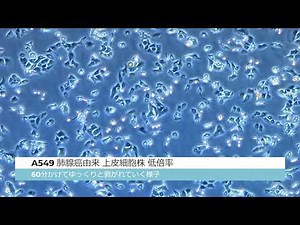 A549 （ヒト肺腺癌由来 上皮細胞株） 低倍率 －株式会社セルシード－
