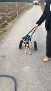 Training mit Skippy ... und so eine schöne Stimmung Ein wunderschöner Tag neigt sich dem Ende zu ❤️ | Tierschutzverein Angsthund
