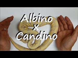 Ball Pythons: Candino, Albino, and Eggs