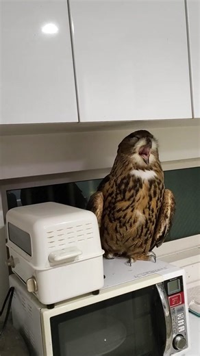 she is sleeping #owl #funy #animal #pet