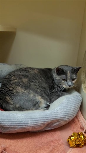 Pretty-Candy, very true to her name is an absolute sweetheart! Even though she is extremely sweet, she has still found herself with us for nearly 300 days! 😢 Candy is a chunky girl who enjoys spending most of her day snoozing, and when she isn't napping, she enjoys following her human friends in order to get some treats! She may not enjoy getting picked up, but Candy will absolutely show you love in her own ways! She is an expert at weaving in between your legs to rub against them and likes to 