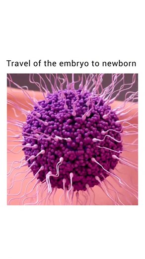 Biology | Embryo to Newborn - Weeks 0–2: Fertilization → zygote → blastocyst → implantation. - Weeks 3–8: Embryo forms organs, brain, heart beats... | Instagram